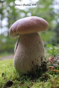 King Bolete