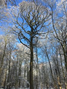 Bois de Faulx - chêne