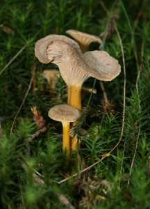 chanterelle_tube